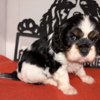 Chiots mâles lof #6