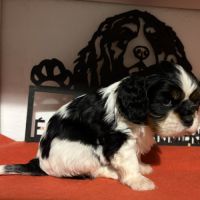 Chiots mâles lof #7