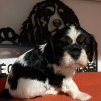 Chiots mâles lof #8