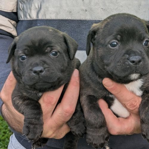 Chiots staffie a vendre #0