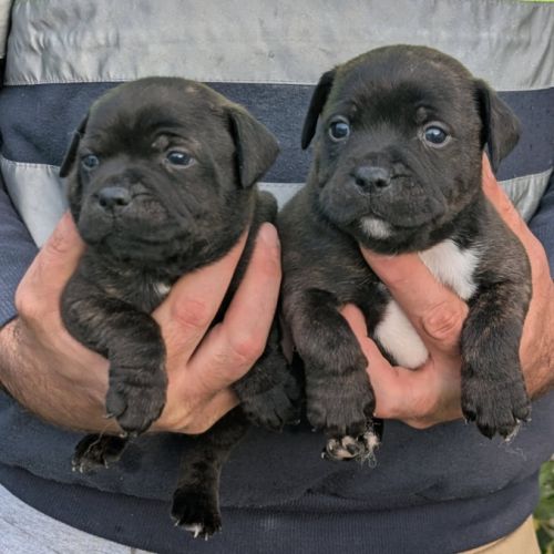 Chiots staffie a vendre #2