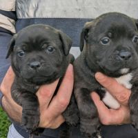 Chiots staffie a vendre