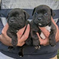 Chiots staffie a vendre #2