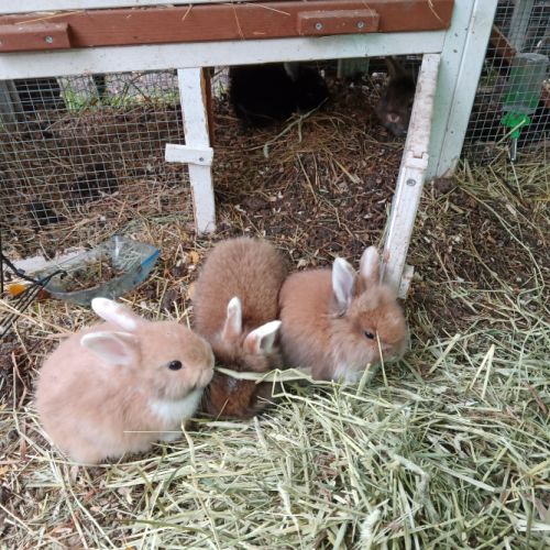 Vends lapereaux #1