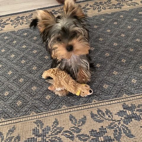 Yorkshire toy vacciné/pucé disponible pour saillie