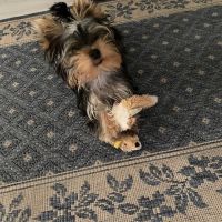 Yorkshire toy vacciné/pucé disponible pour saillie #1