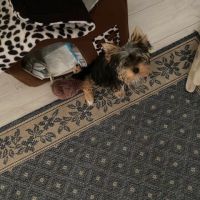 Yorkshire toy vacciné/pucé disponible pour saillie #2