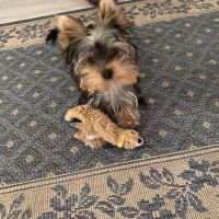 Yorkshire toy vacciné/pucé disponible pour saillie #0