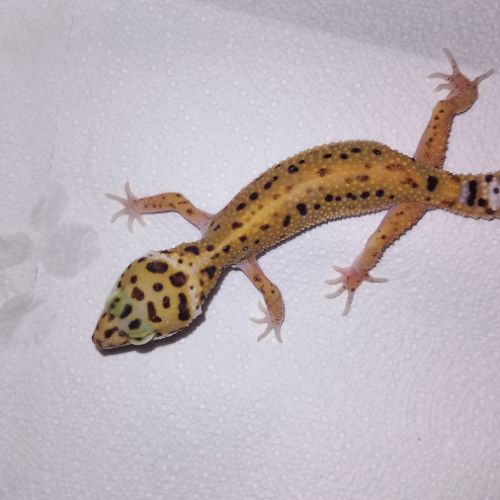 Vend jeunes geckos léopards #1