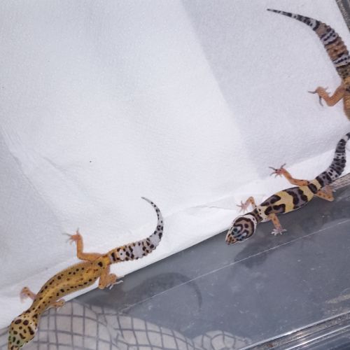 Vend jeunes geckos léopards