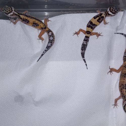 Vend jeunes geckos léopards #5