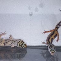 Vend jeunes geckos léopards #3
