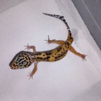 Vend jeunes geckos léopards #4