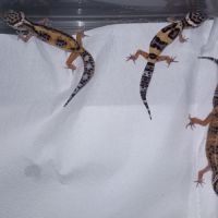 Vend jeunes geckos léopards #5