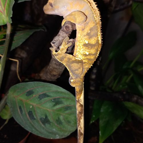 Vends gecko à crête