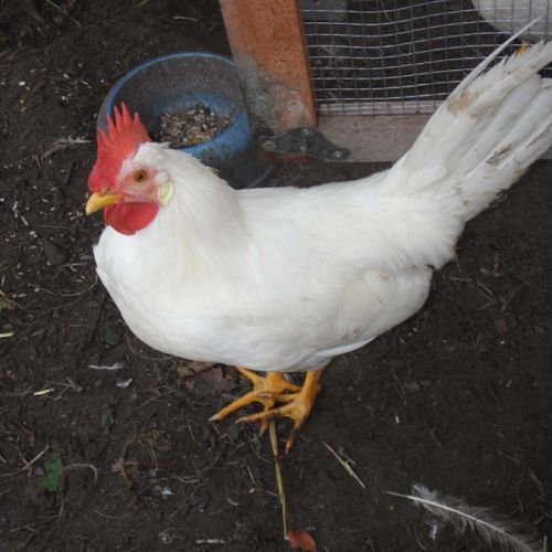 Deux coqs à donner #1