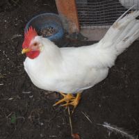 Deux coqs à donner #1