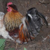 Deux coqs à donner #0