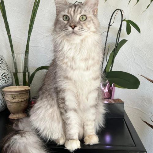 Adorable femelle maine coon loof