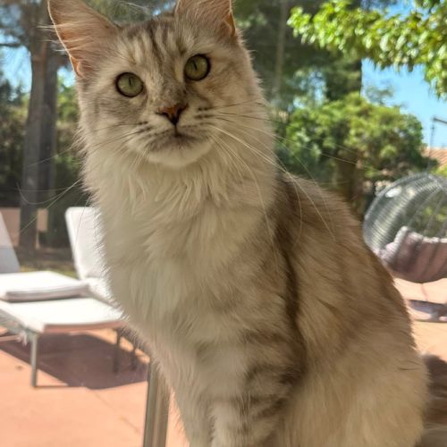 Adorable femelle maine coon loof #3