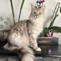 Adorable femelle maine coon loof #2