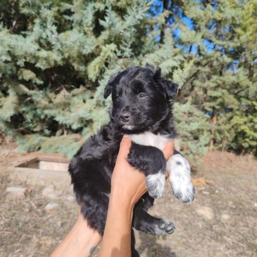 Bombon adorable chiot mâle croisé border collie #2