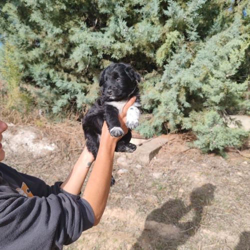 Bombon adorable chiot mâle croisé border collie #4