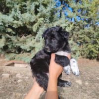 Bombon adorable chiot mâle croisé border collie #1
