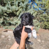 Bombon adorable chiot mâle croisé border collie #2