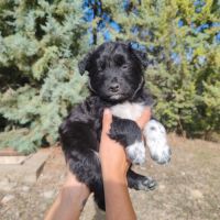 Bombon adorable chiot mâle croisé border collie #0