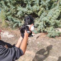 Bombon adorable chiot mâle croisé border collie #4