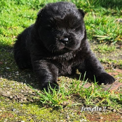 A réserver chiots chow-chow femelle lof #2