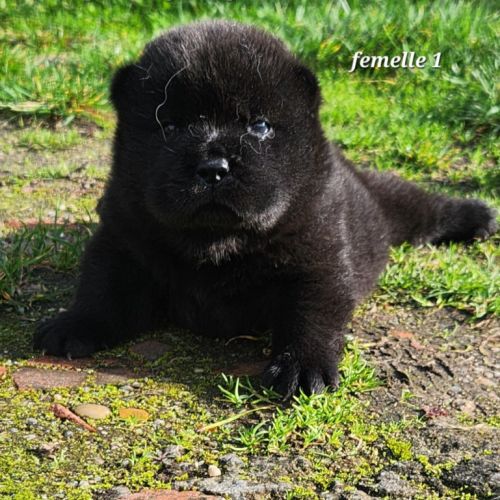 A réserver chiots chow-chow femelle lof