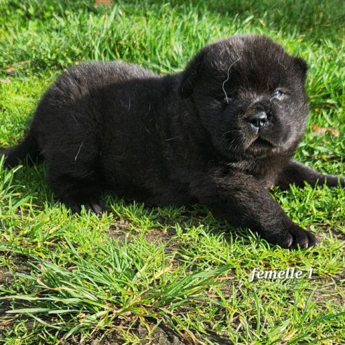 A réserver chiots chow-chow femelle lof #4