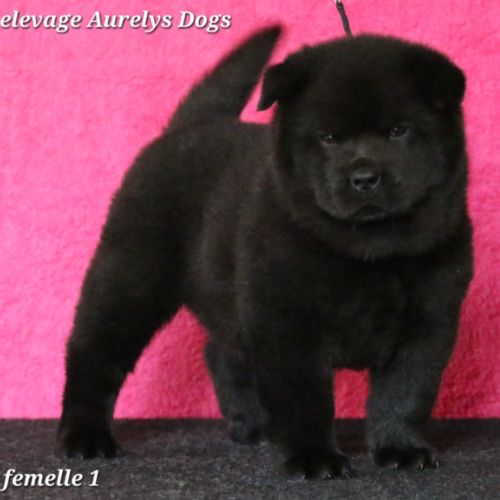 Chiots chow-chow lof  petit lion en herbe à 2000€ #1