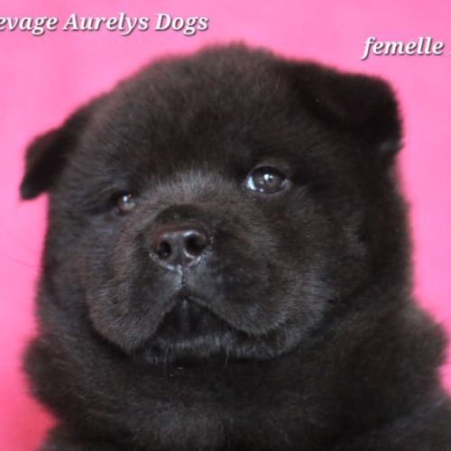 Chiots chow-chow lof  petit lion en herbe à 2000€ #2