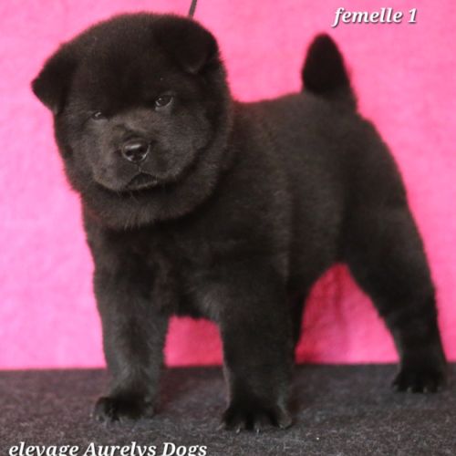 Chiots chow-chow lof  petit lion en herbe à 2000€ #4