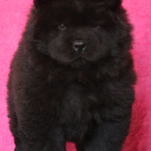 Chiots chow-chow lof  petit lion en herbe à 2000€ #5