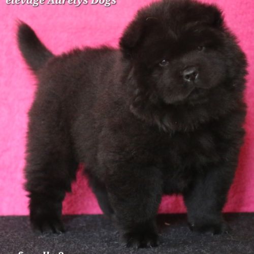 Chiots chow-chow lof  petit lion en herbe à 2000€