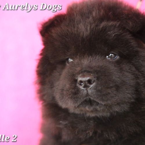 Chiots chow-chow lof  petit lion en herbe à 2000€ #7