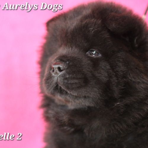 Chiots chow-chow lof  petit lion en herbe à 2000€ #8