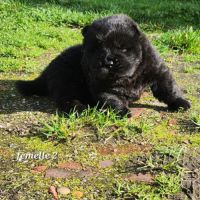 A réserver chiots chow-chow femelle lof #1