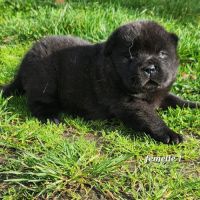 A réserver chiots chow-chow femelle lof #4