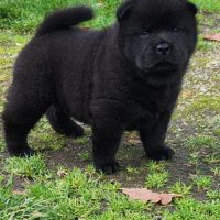 A réserver chiots chow-chow femelle lof