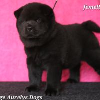 Chiots chow-chow lof  petit lion en herbe à 2000€ #3