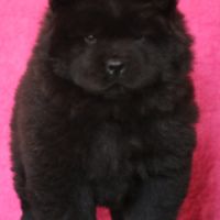 Chiots chow-chow lof  petit lion en herbe à 2000€ #5