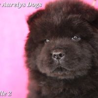 Chiots chow-chow lof  petit lion en herbe à 2000€ #7