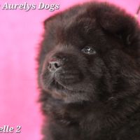 Chiots chow-chow lof  petit lion en herbe à 2000€ #8
