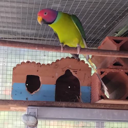 Perruche tête de prune #1