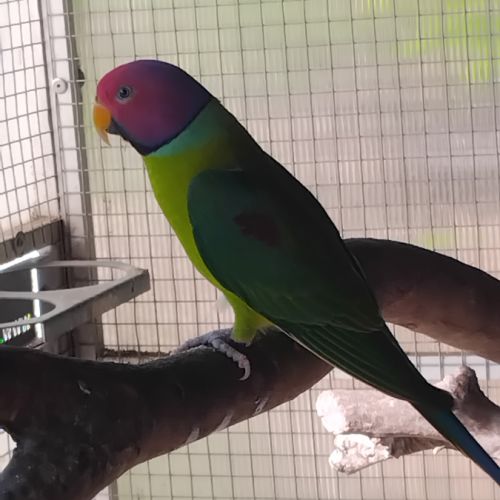 Perruche tête de prune